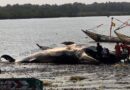 Guinée : une baleine de 14,22 m de long échoue à Taboria