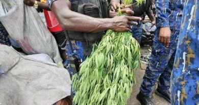 Kaloum : un champ de cannabis découvert à Boulbinet lors d’une opération de déguerpissement